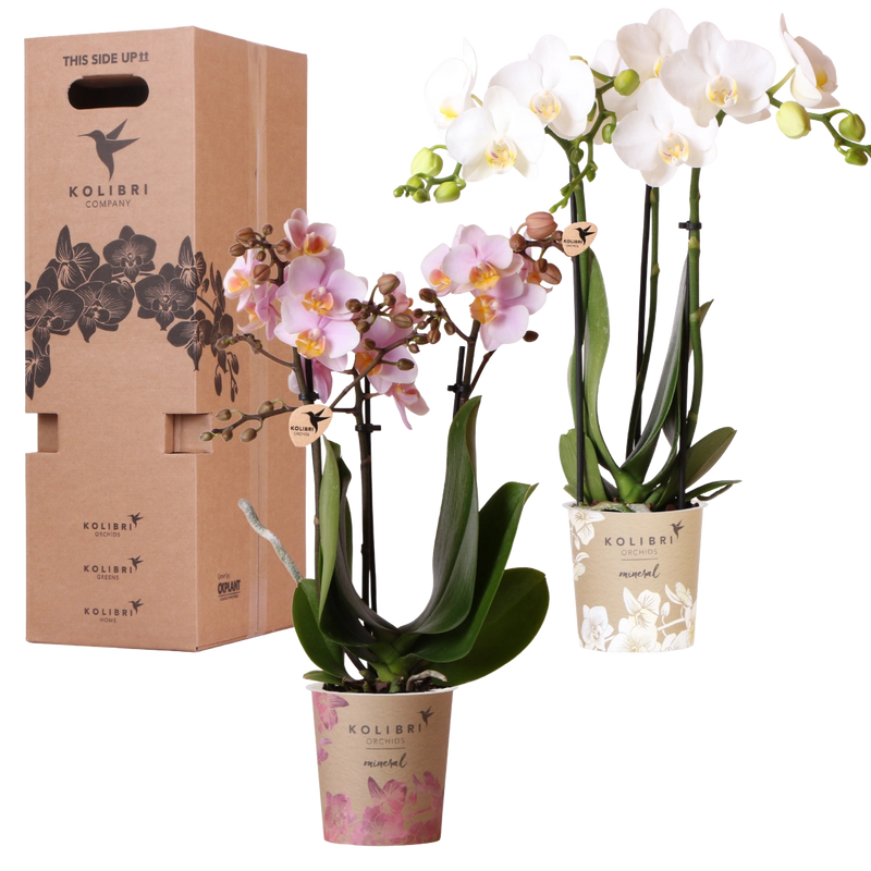 Surprise Box Mix – 2x Orchidee