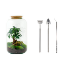 Sven Bonsai Terrarium