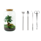 Sven Bonsai Terrarium