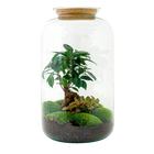Sven Bonsai Terrarium