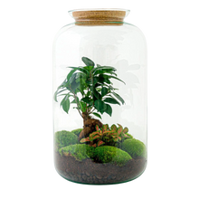 Sven Bonsai Terrarium