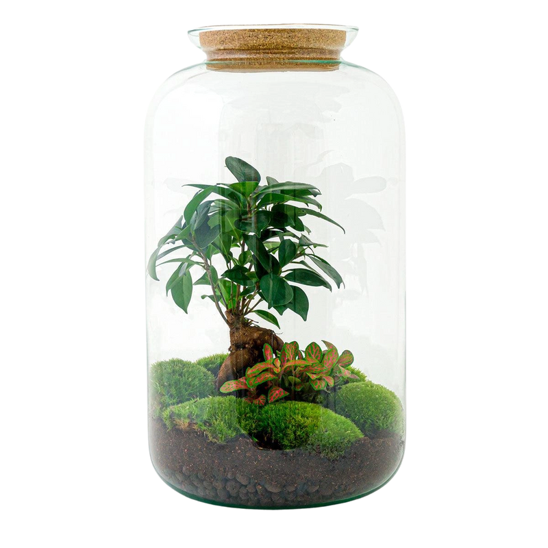 Sven Bonsai Terrarium
