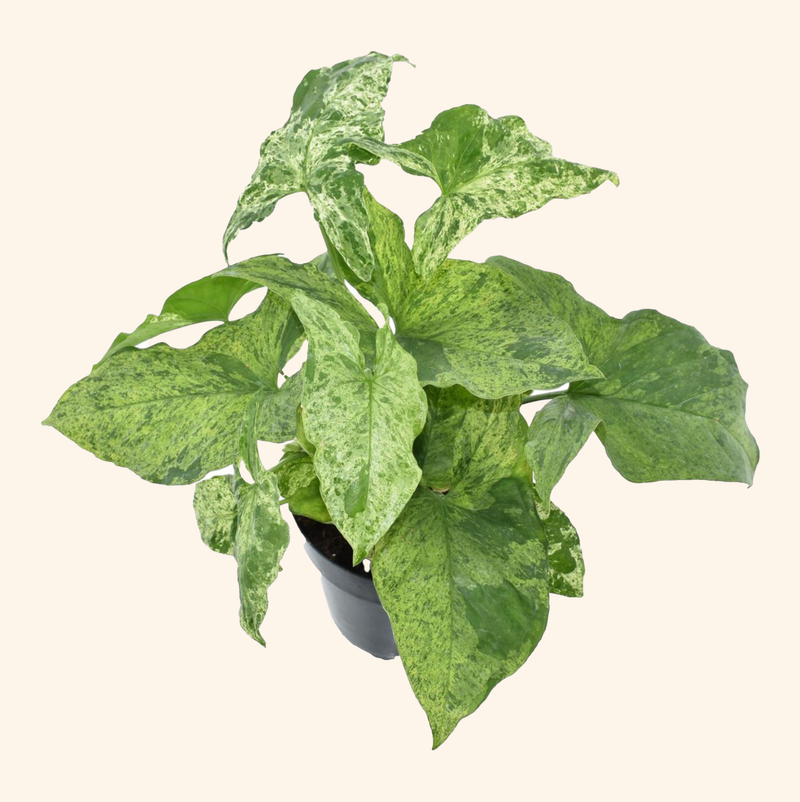 Syngonium Mottled