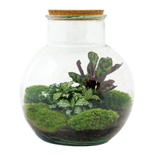 Teddy Terrarium