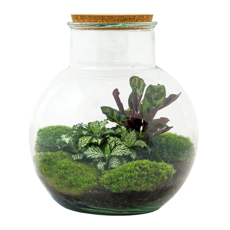 Teddy Terrarium