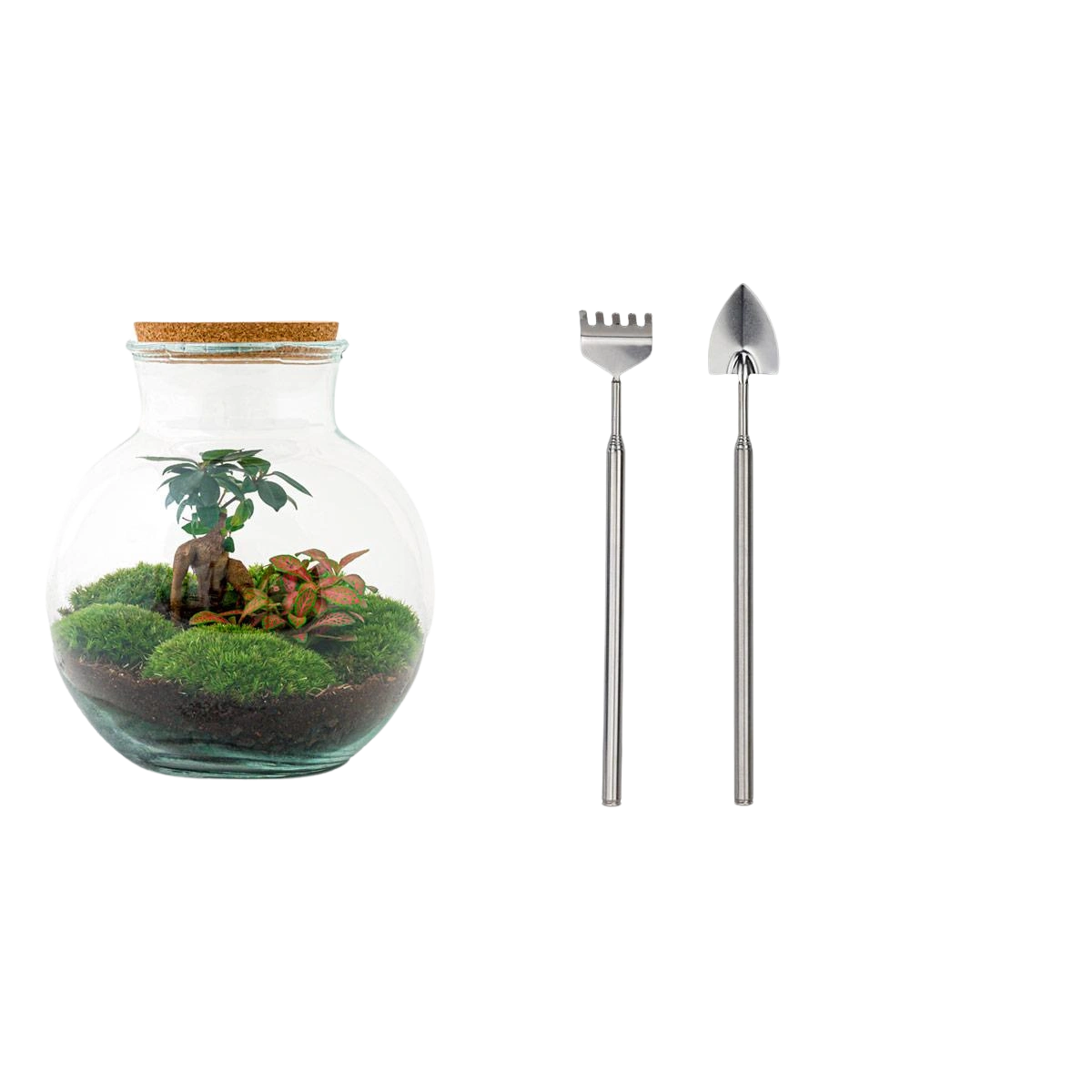 Teddy bonsai Terrarium