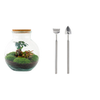 Teddy bonsai Terrarium