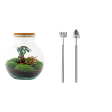 Teddy bonsai Terrarium