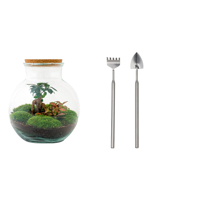 Teddy bonsai Terrarium