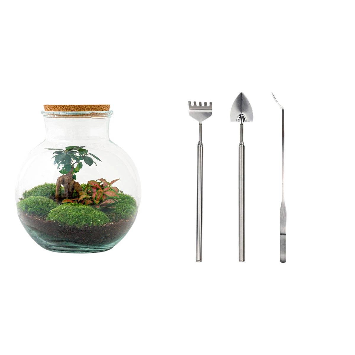 Teddy bonsai Terrarium