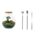 Teddy bonsai Terrarium