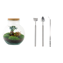 Teddy bonsai Terrarium