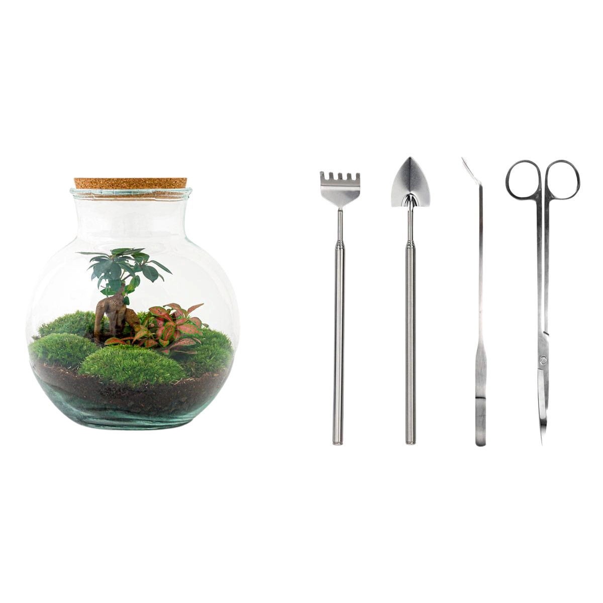 Teddy bonsai Terrarium