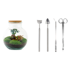 Teddy bonsai Terrarium