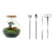 Teddy bonsai Terrarium