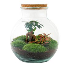 Teddy bonsai Terrarium