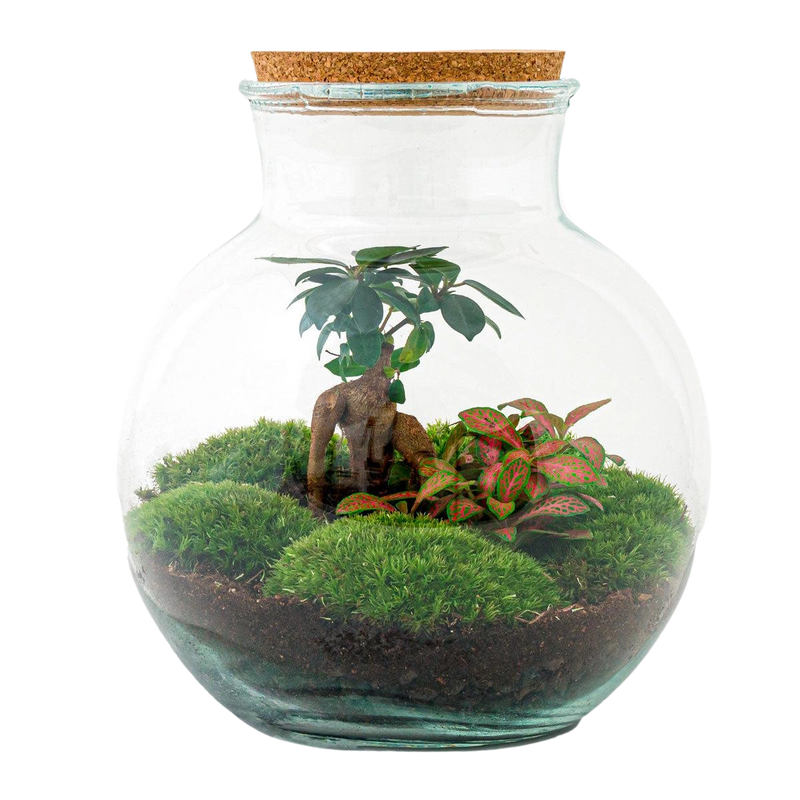 Teddy bonsai Terrarium