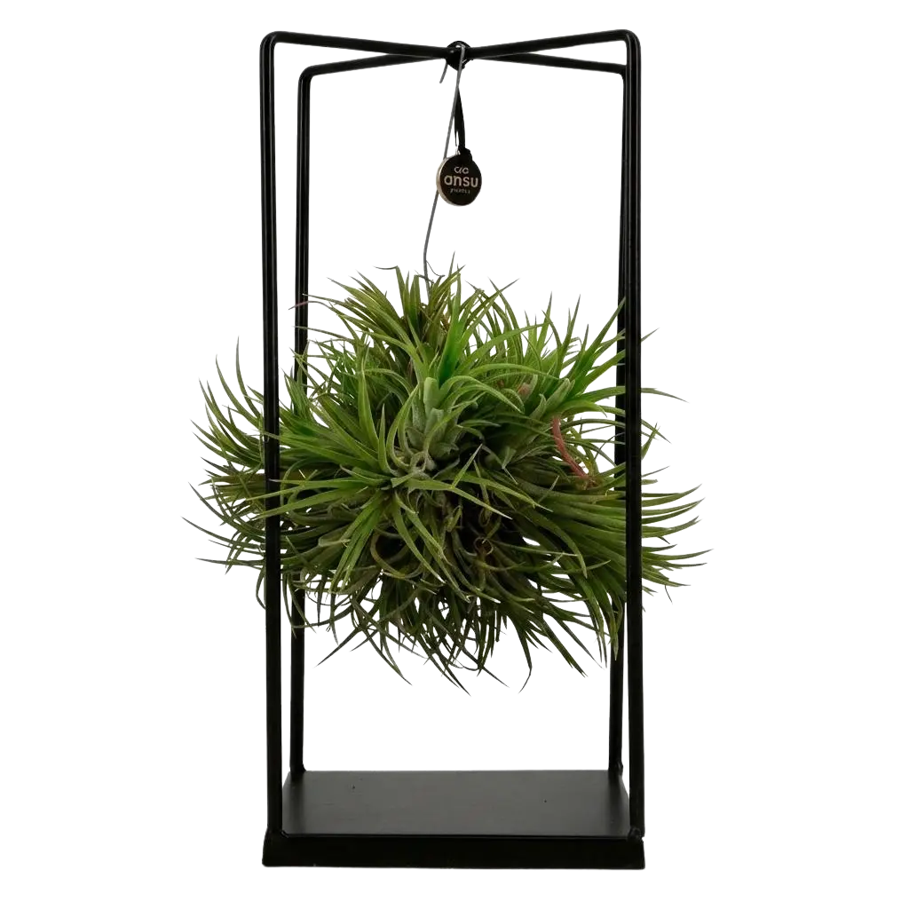 Tillandsia Luchtplant in Decor Everspring