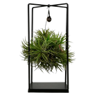 Tillandsia Luchtplant in Decor Everspring