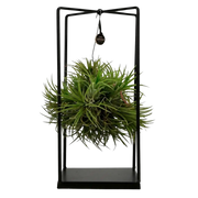 Tillandsia Luchtplant in Decor Everspring