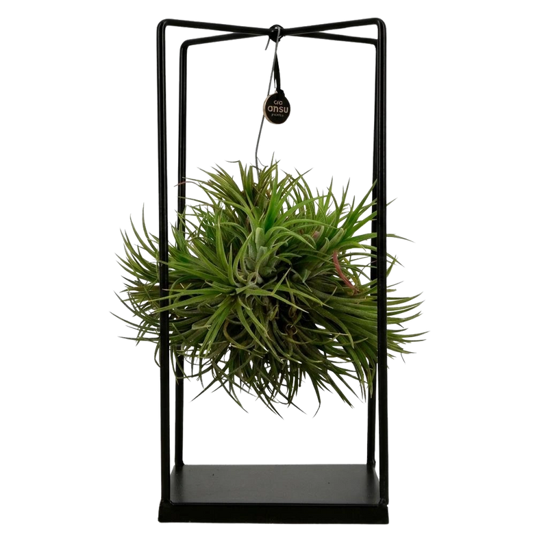 Tillandsia Luchtplant in Decor