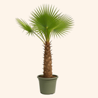 Trachycarpus Fortuneii