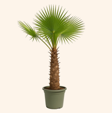 Trachycarpus Fortuneii