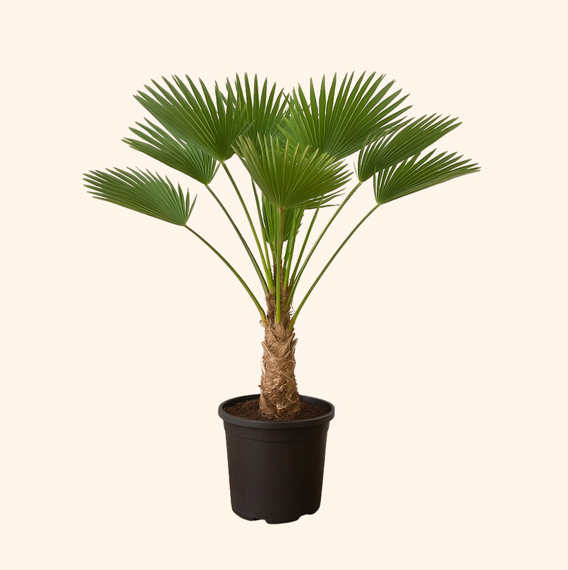 Trachycarpus wagnerianus