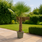 Trachycarpus Fortuneii