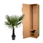 Trachycarpus Fortuneii