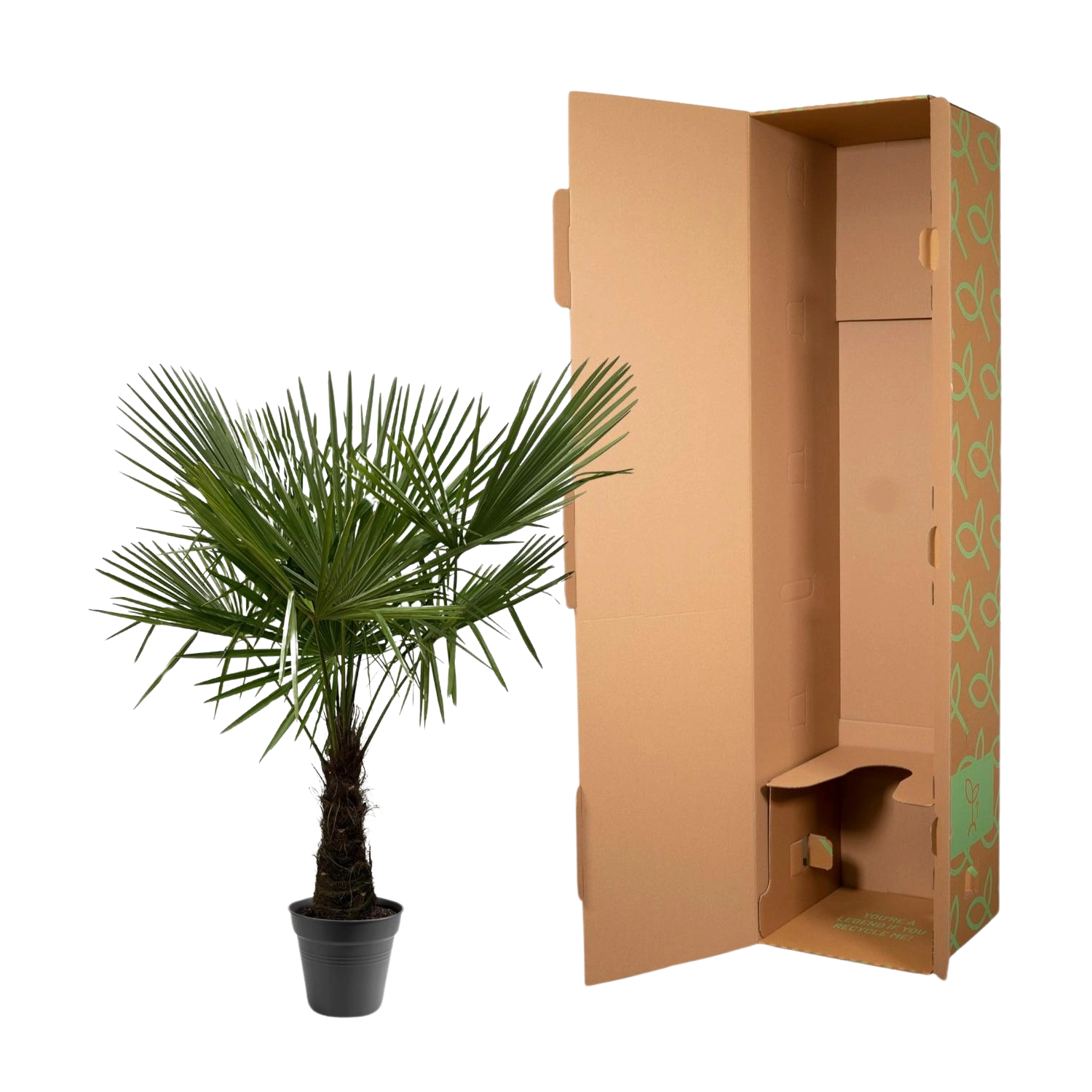 Trachycarpus Fortuneii