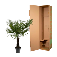 Trachycarpus Fortuneii