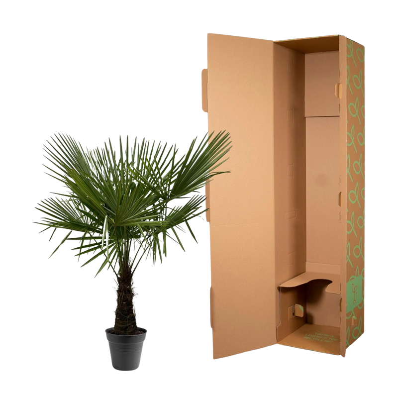Trachycarpus Fortuneii