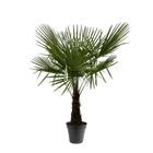 Trachycarpus Fortuneii