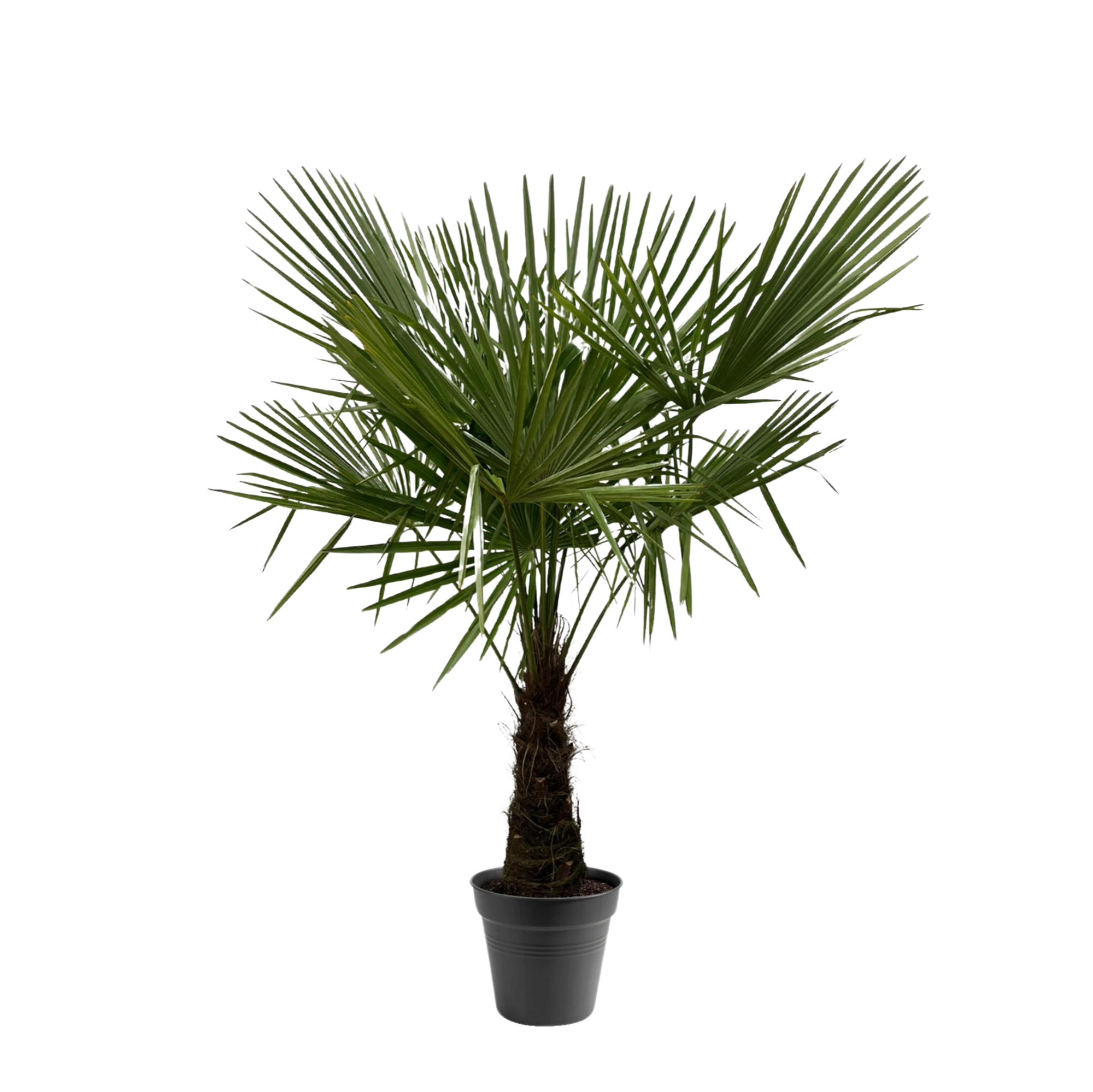 Trachycarpus Fortuneii