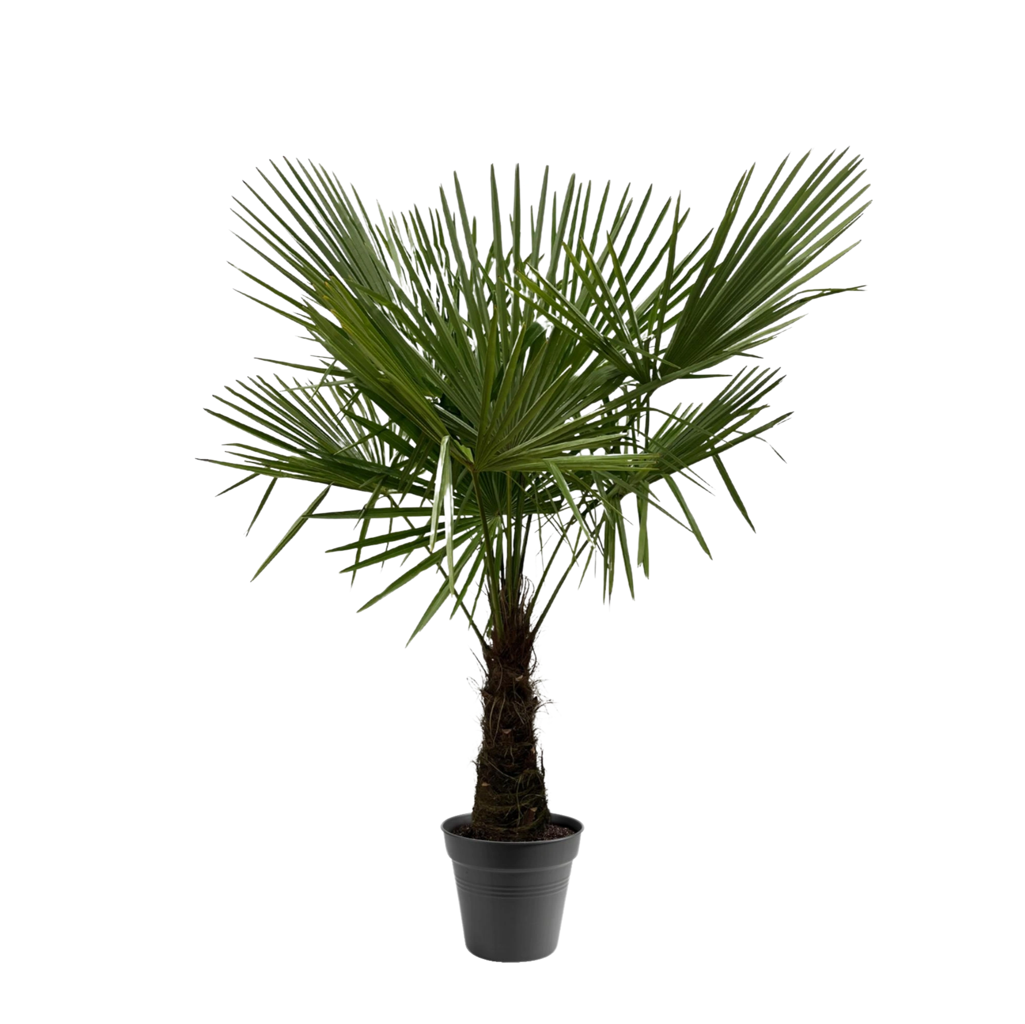 Trachycarpus Fortuneii