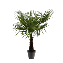 Trachycarpus Fortuneii