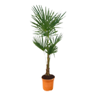 Trachycarpus Fortuneii