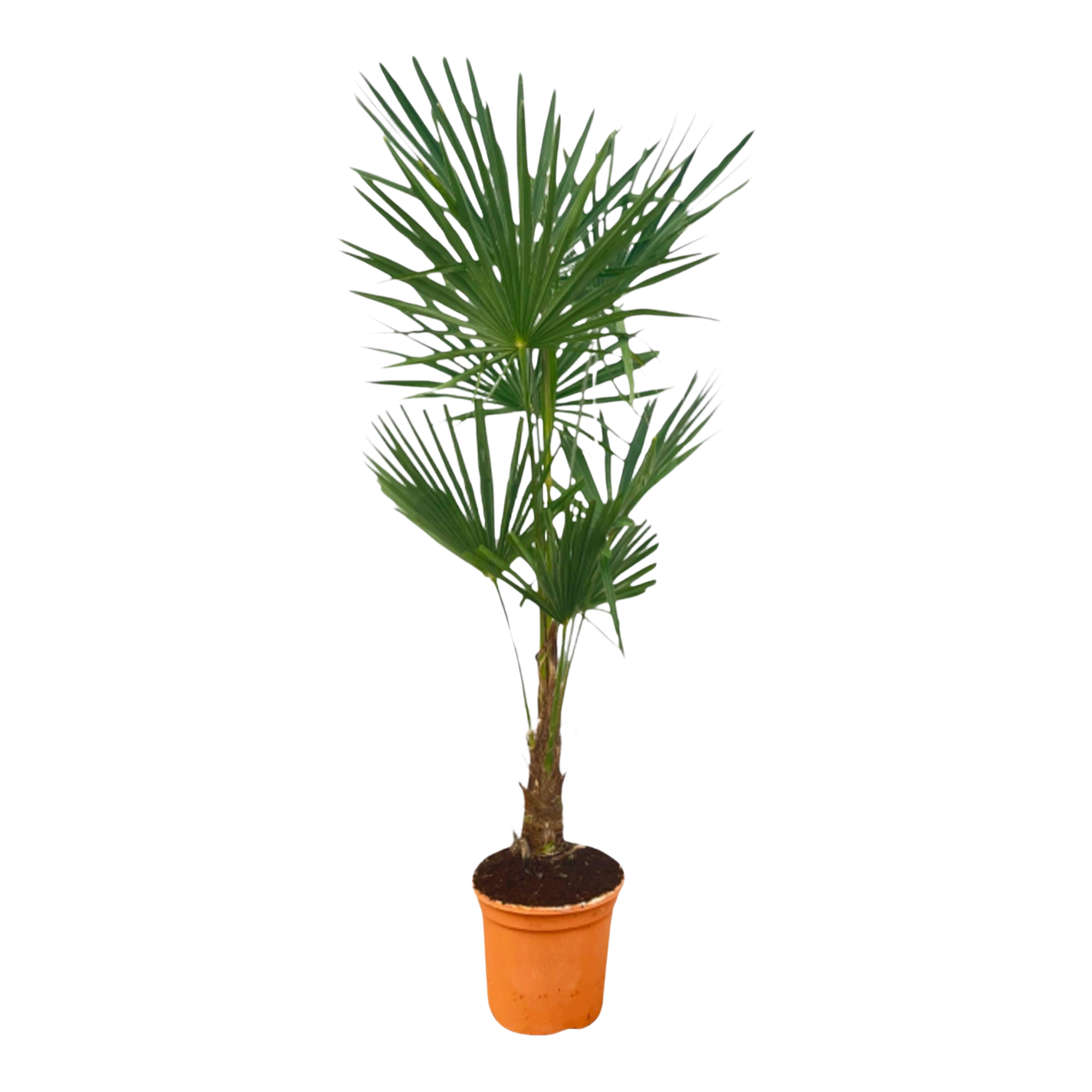 Trachycarpus Fortuneii