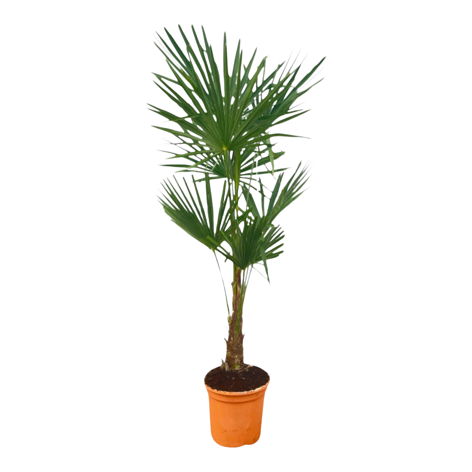 Trachycarpus Fortuneii