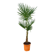 Trachycarpus Fortuneii