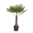 Trachycarpus Fortuneii