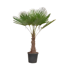 Trachycarpus Fortuneii