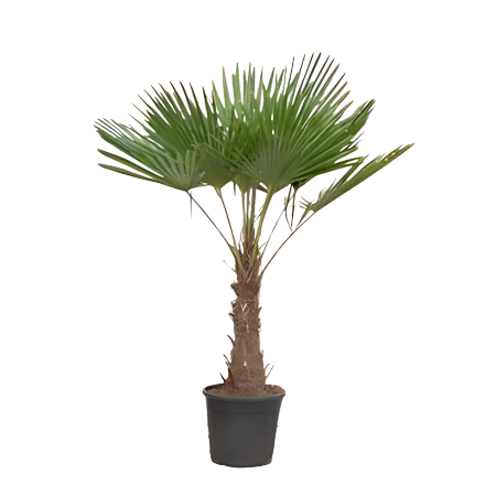 Trachycarpus Fortuneii