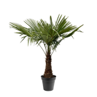 Trachycarpus Fortuneii