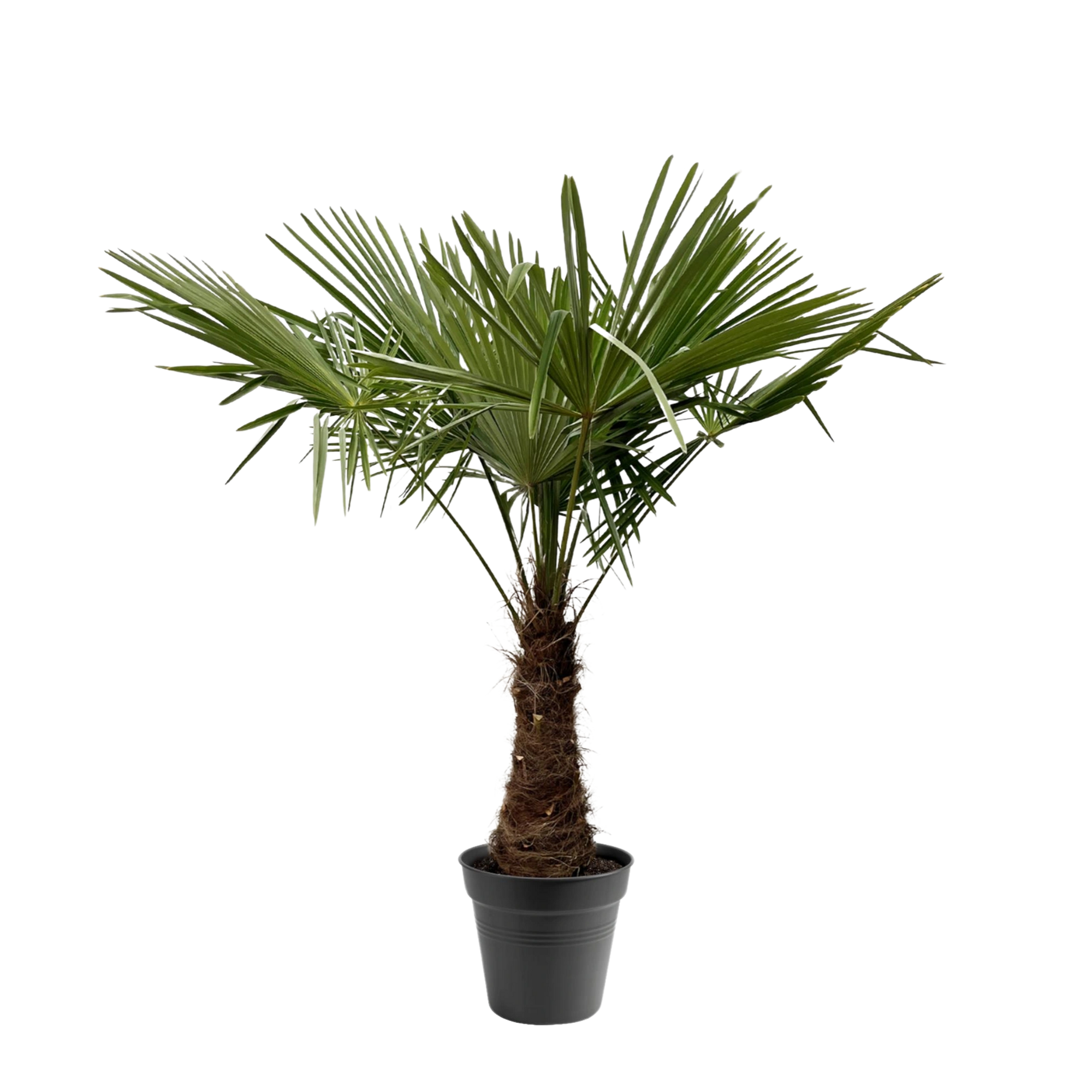Trachycarpus Fortuneii