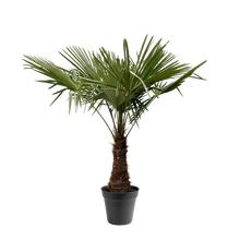 Trachycarpus Fortuneii