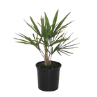 Trachycarpus Fortuneii