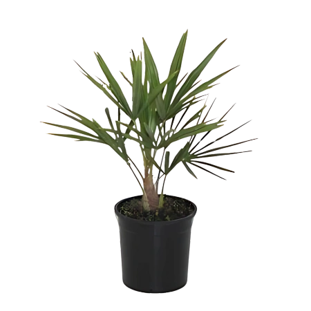 Trachycarpus Fortuneii