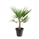 Trachycarpus Fortuneii